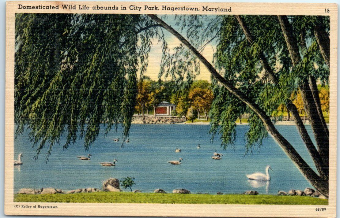 Postcard - Domesticated Wild Life abounds in City Park, Hagerstown, Maryland
