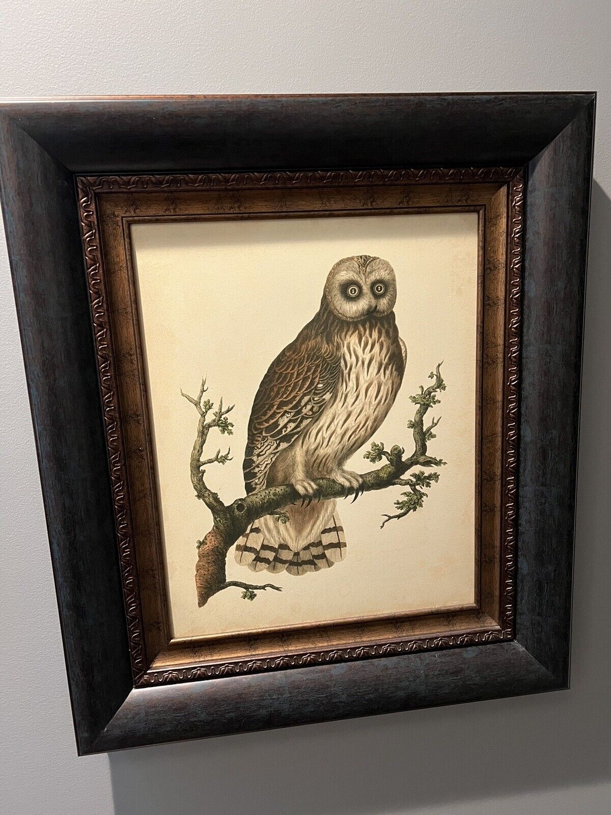 Nozeman Owl Beautiful Wood framed picture on canvas 25\