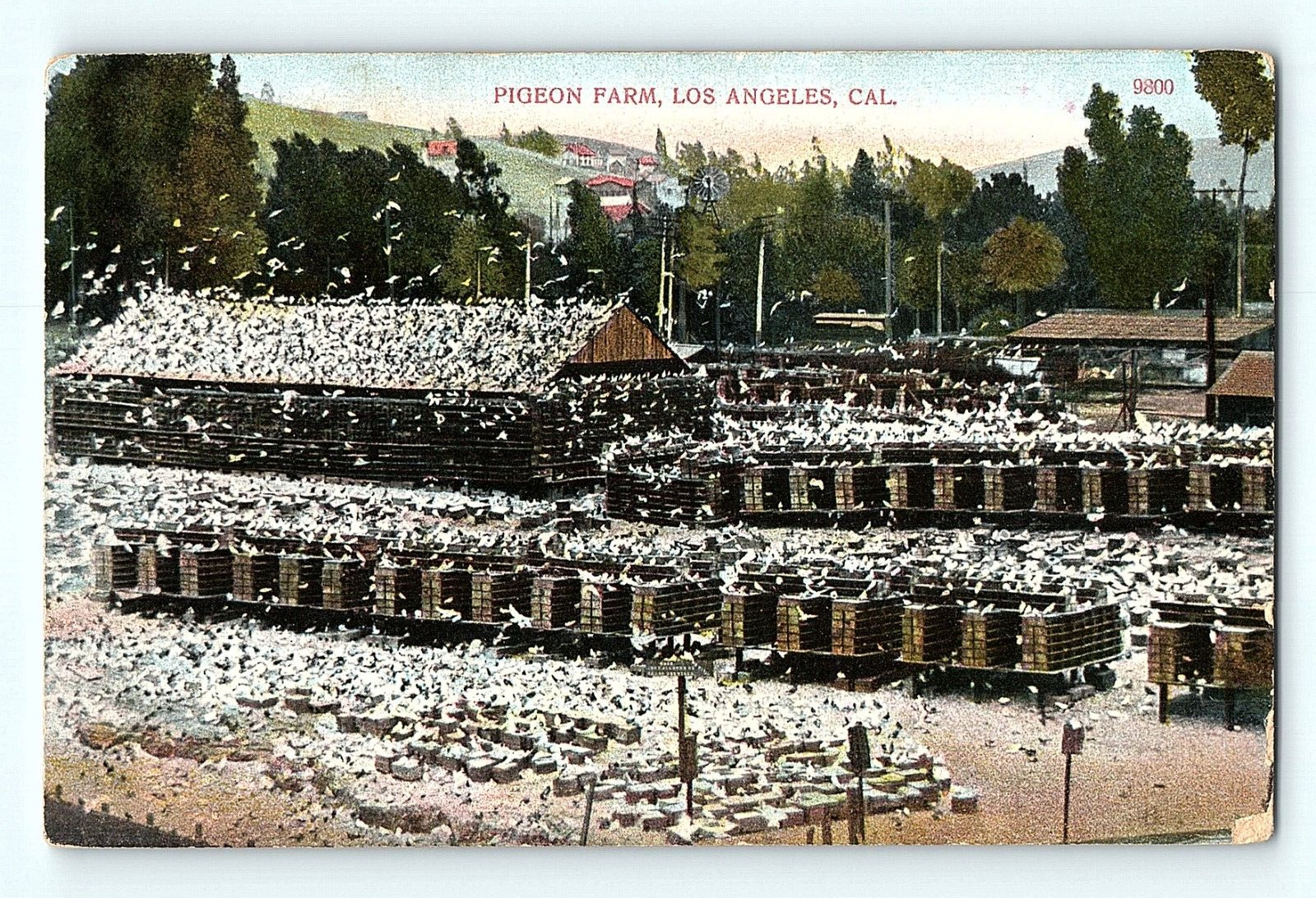 Pigeon Farm Los Angeles California Vintage Postcard E4