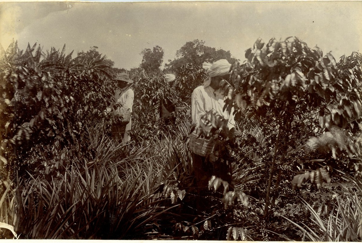 Caney. South Africa, Blacks in the Fields Vintage Albumen Print.  Print 