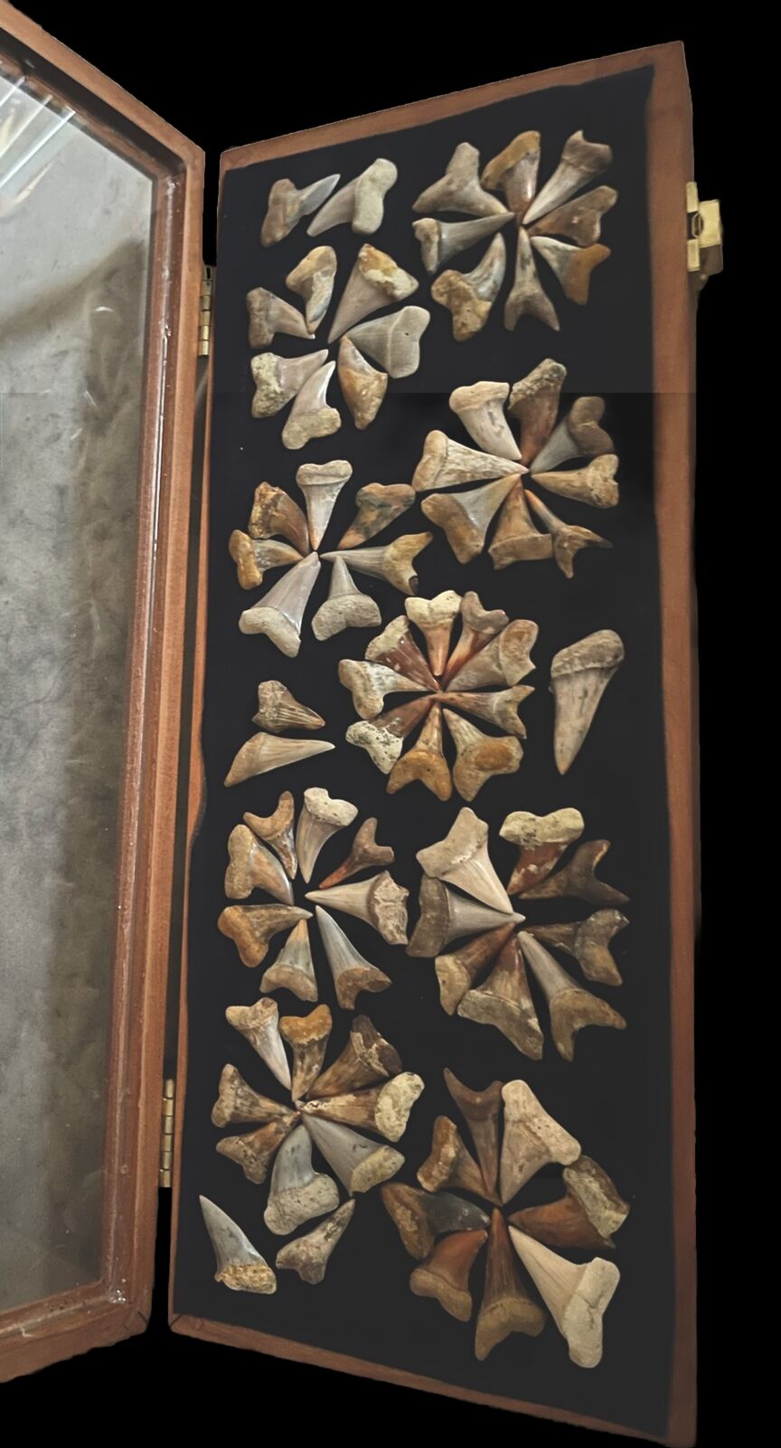 Bakersfield fossil sharks teeth  Three Zone Sharktooth Hill Collection With Case