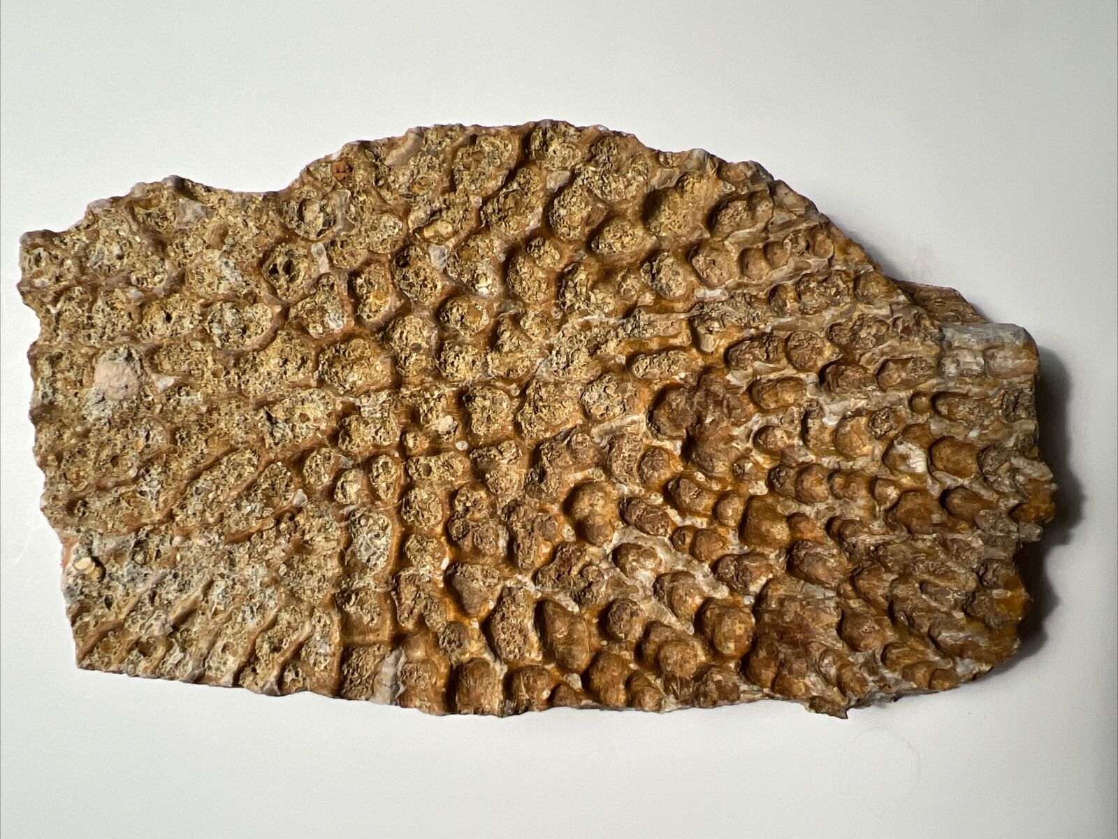 rare HUGE 6.25 inch SUPER CROCODILE Osteoderm scute Fossil Colorado ALLIGATOR