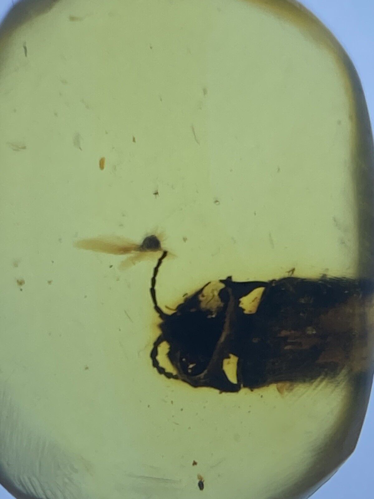 Extinct Coleoptera, Unique & Beautiful Fossil, Genuine Burmite Amber, 98MYO
