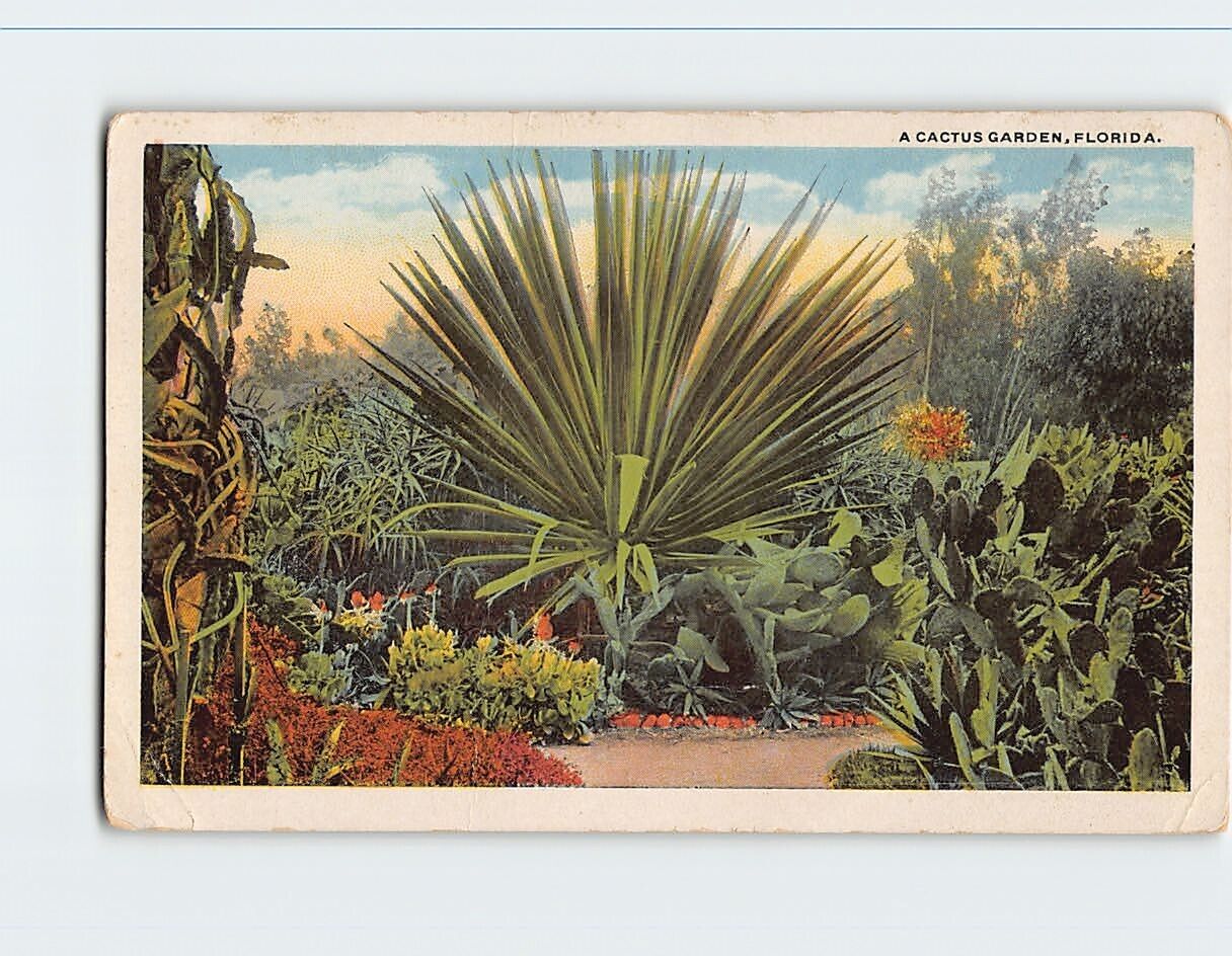 Postcard A Cactus Garden Florida USA