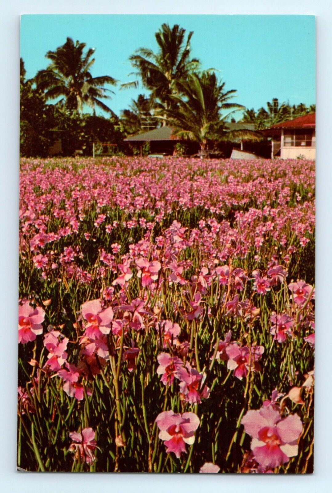 Vanda Orchids Pink Blooming Miss Jaoquim HI Postcard