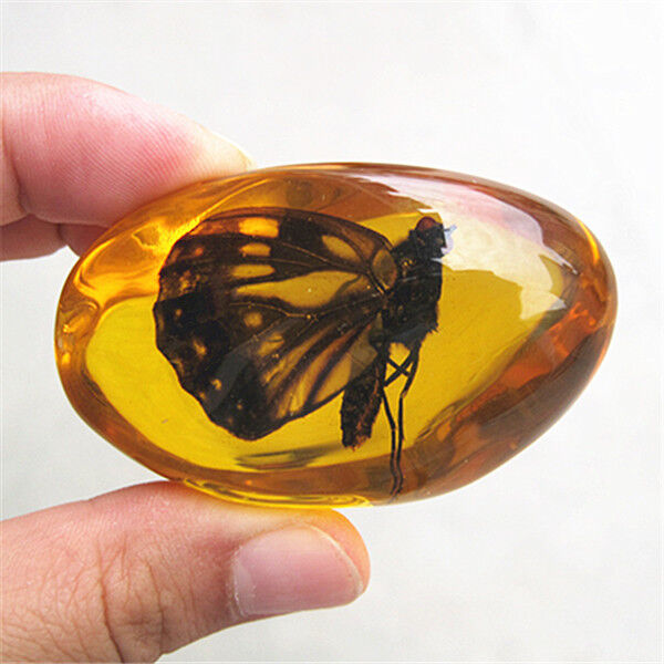  Beautiful Amber butterfly Fossil Insects Manual Polishing .