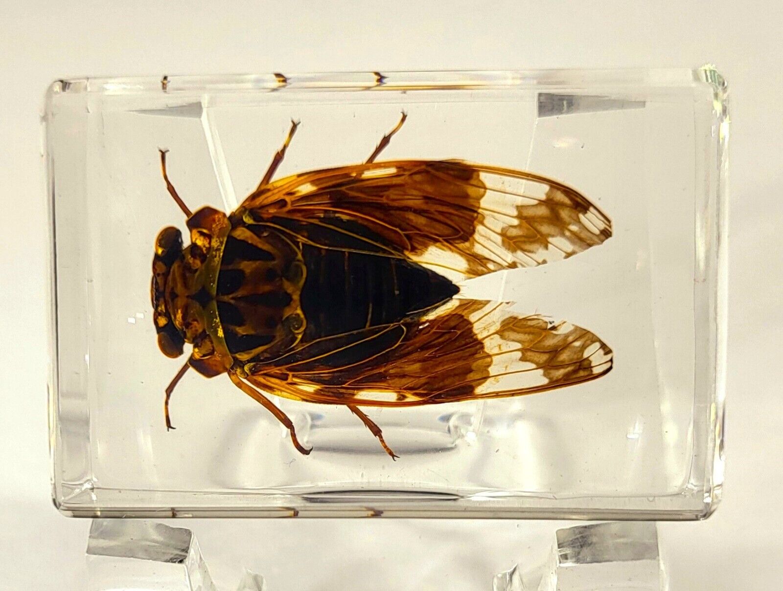 44mm Real Cicada in Clear Lucite Resin Science Education Collection Specimen