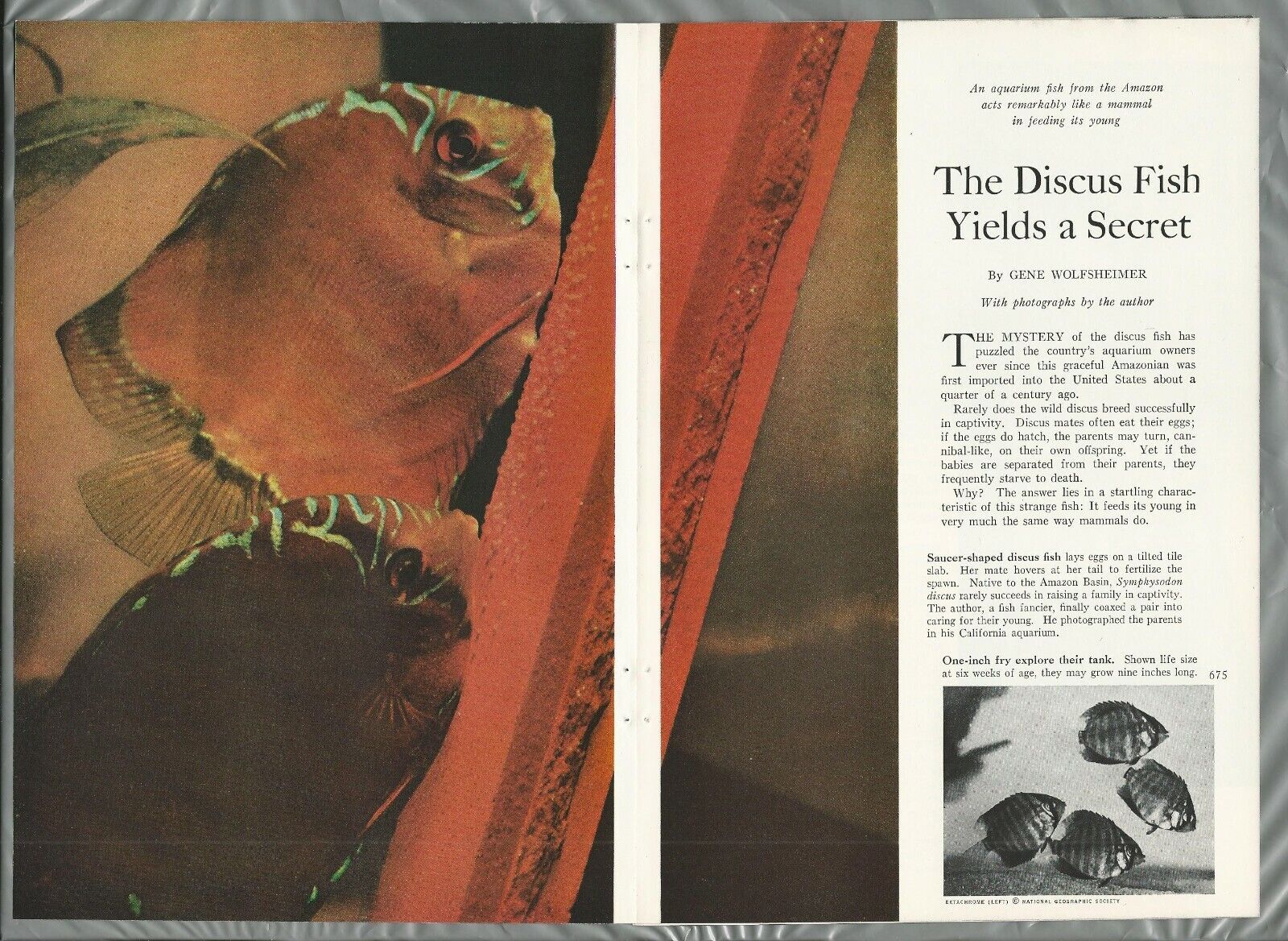 1960 The DISCUS FISH magazine article, breeding info, color photos