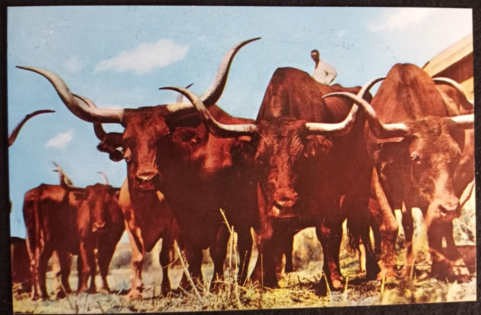 Texas Longhorn Cattle Herd Gene Autrey Everatt Rodeo  Postcard A29