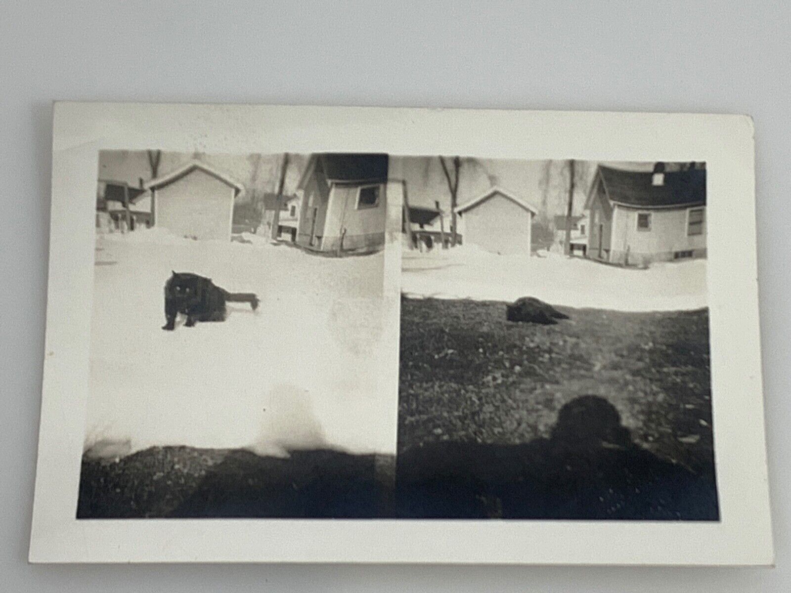 (AdC) Vintage FOUND Double PHOTO Photograph Snapshot Black Cat In The Snow 