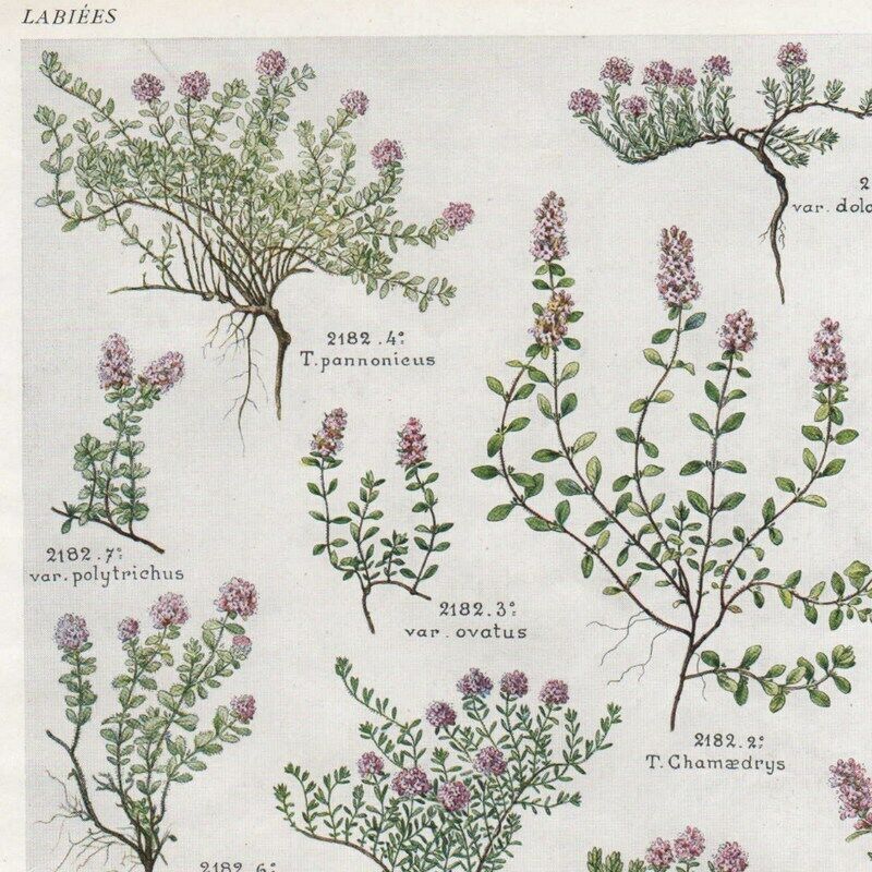 Thymus Pl 471 - Flora Plant - 1930 Press Engraving
