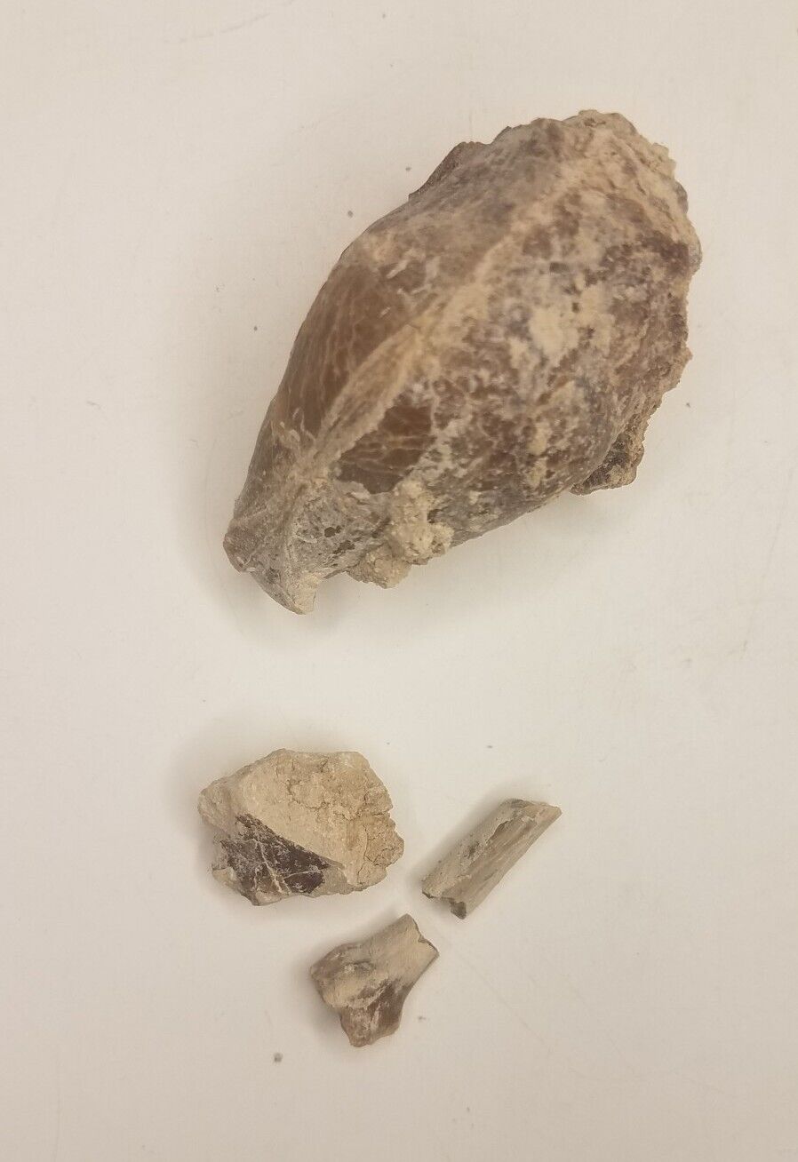 Unidentified Mammal Insectivore - Skull and Radius Pieces - White River Group
