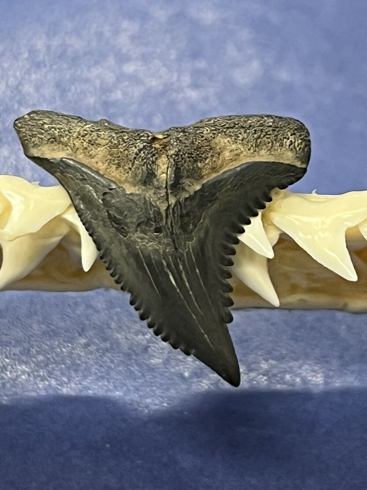 FOSSILIZED HEMIPRISTIS SHARK TOOTH ( Upper ) ..1 Inch From The Peace River 