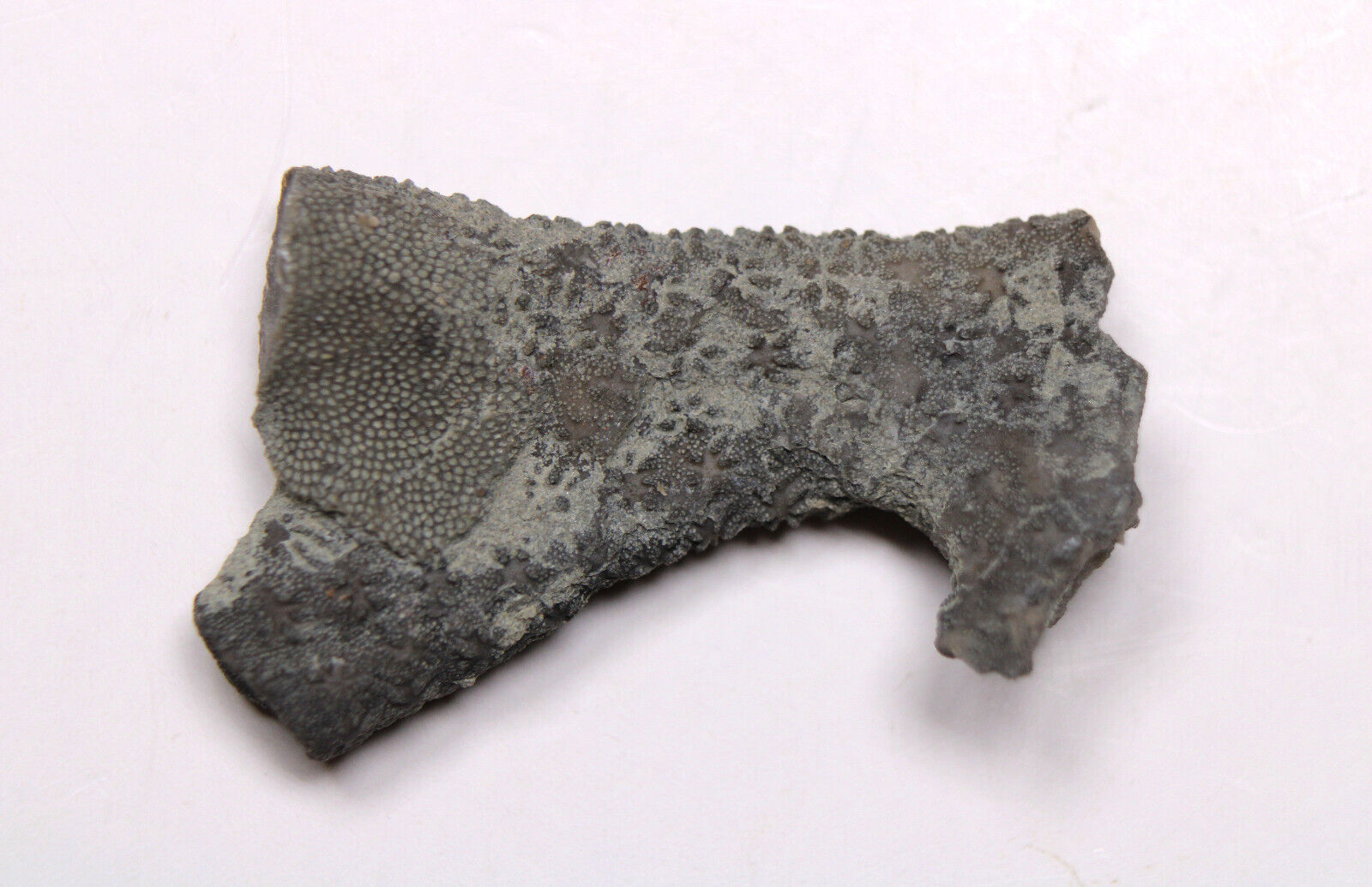 Constellaria Star Bryozoan Fossil Ordovician Kope Formation Kentucky