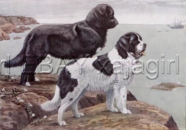 DOG Newfoundland & Landseer, 85+ Yr Old ANTIQUE Print