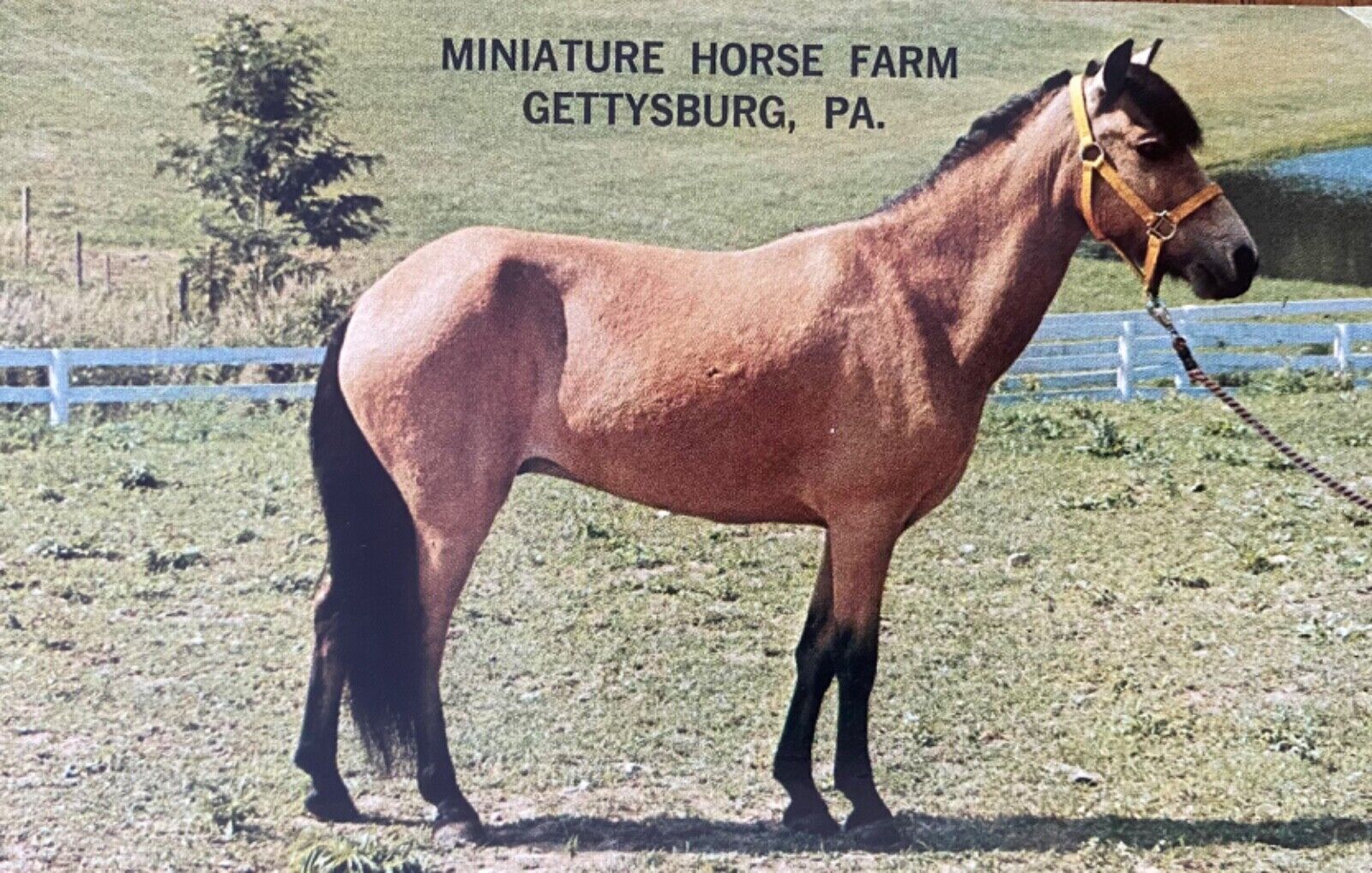 Gettysburg PA-Pennsylvania, Miniature Falabella Horse Farm Postcard “Buckey”
