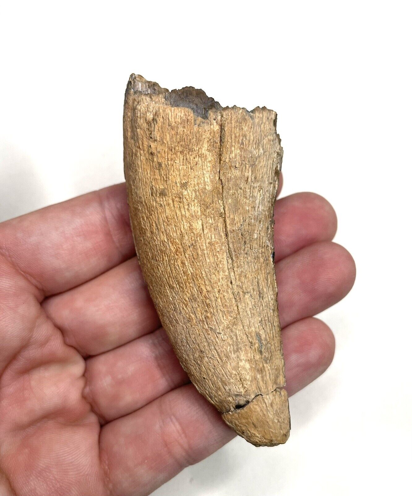 Large 3.59” Tyrannosaurus rex Tooth - Lance Formation, Wyoming