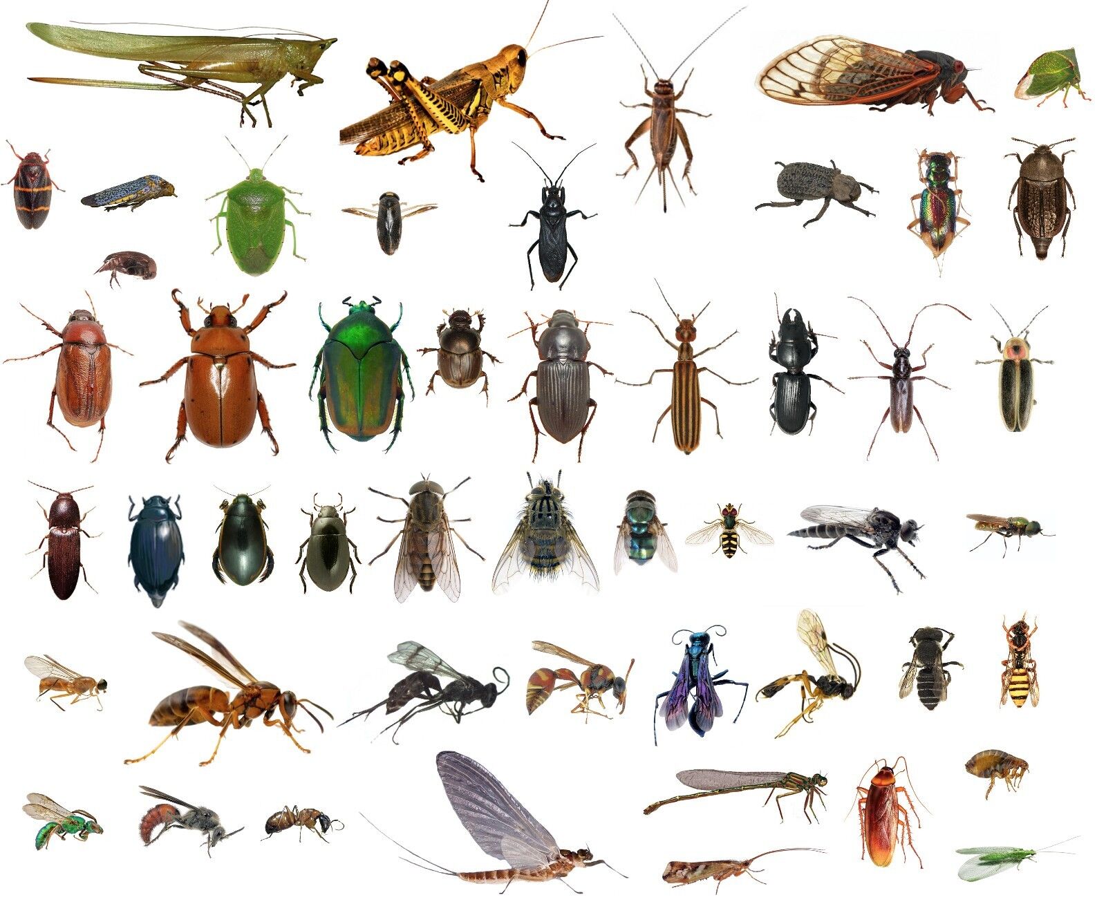 50 Dead Bugs Entomology Class Insect Bug Collection IDENTIFIED ALL USA NATIVE