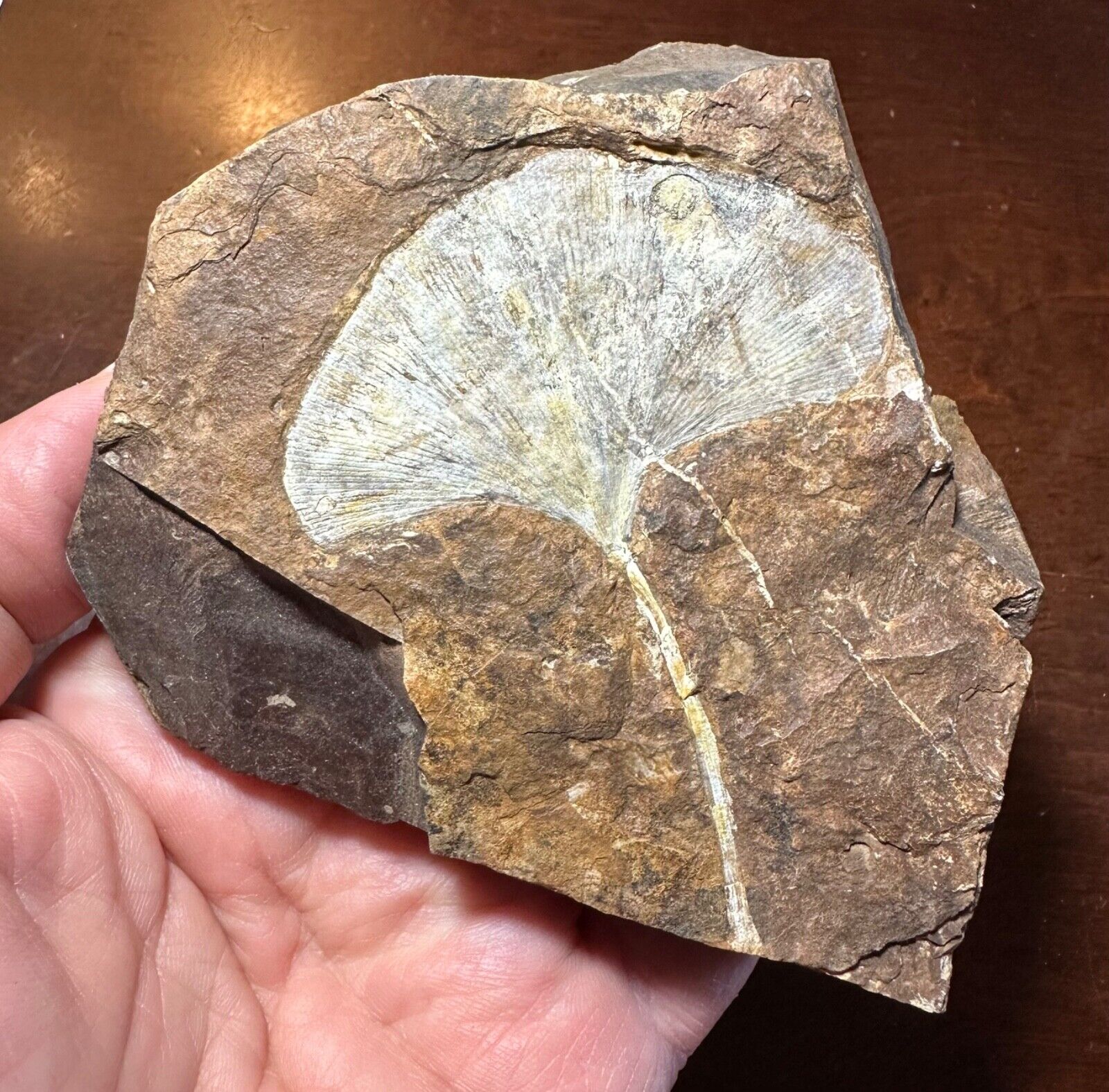 Rare fossil Ginkgo cranei leaf Paleocene North Dakota #3