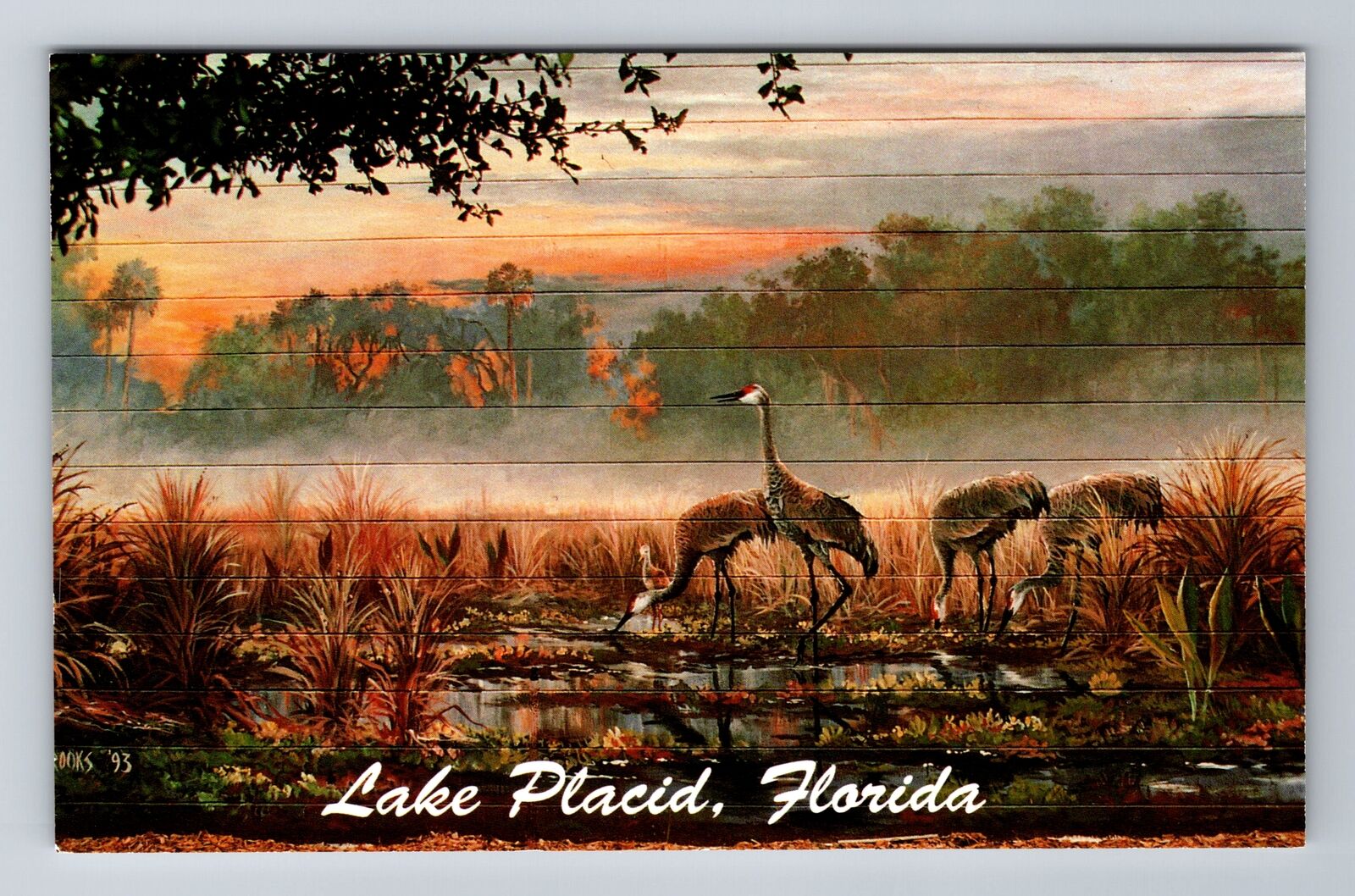 Lake Placid FL-Florida, Sand Hill Cranes By Thomas Brooks, Vintage Postcard
