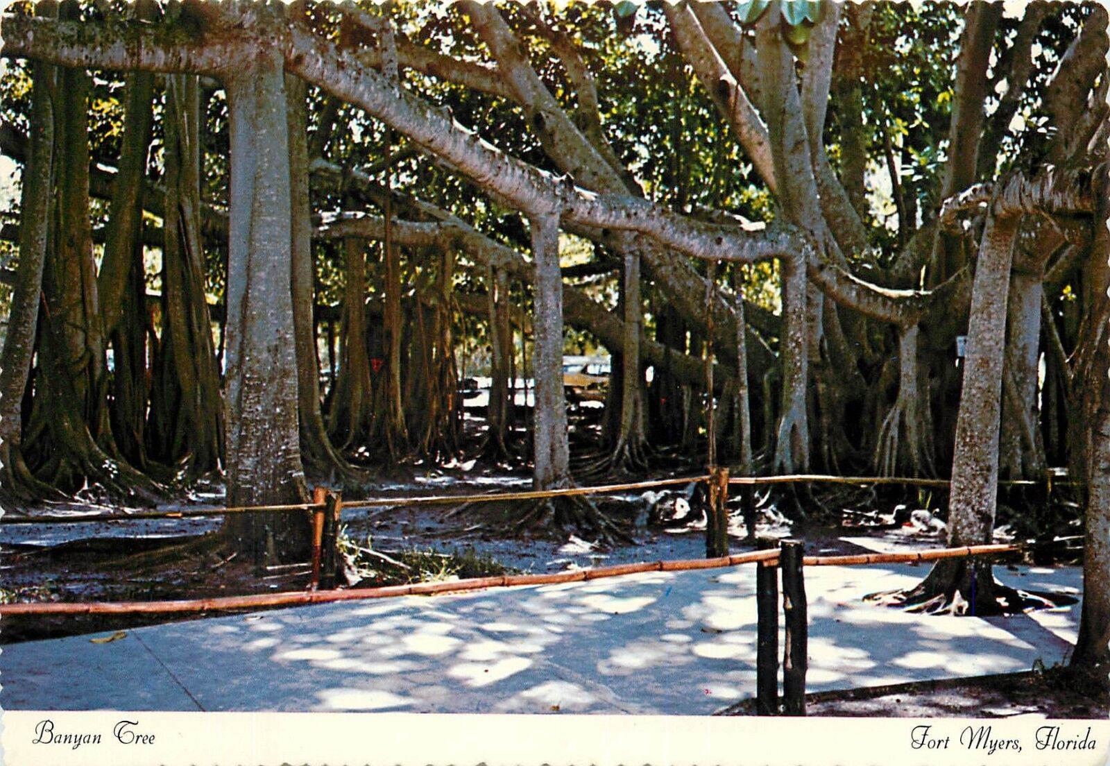 Banyon Tree Fort Myers Florida FL Postcard