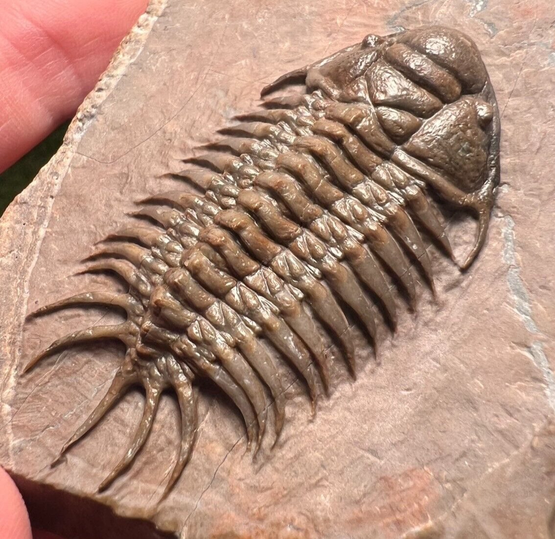 RARE Trilobite Crotalocephalus - JORF, Morocco Fossil