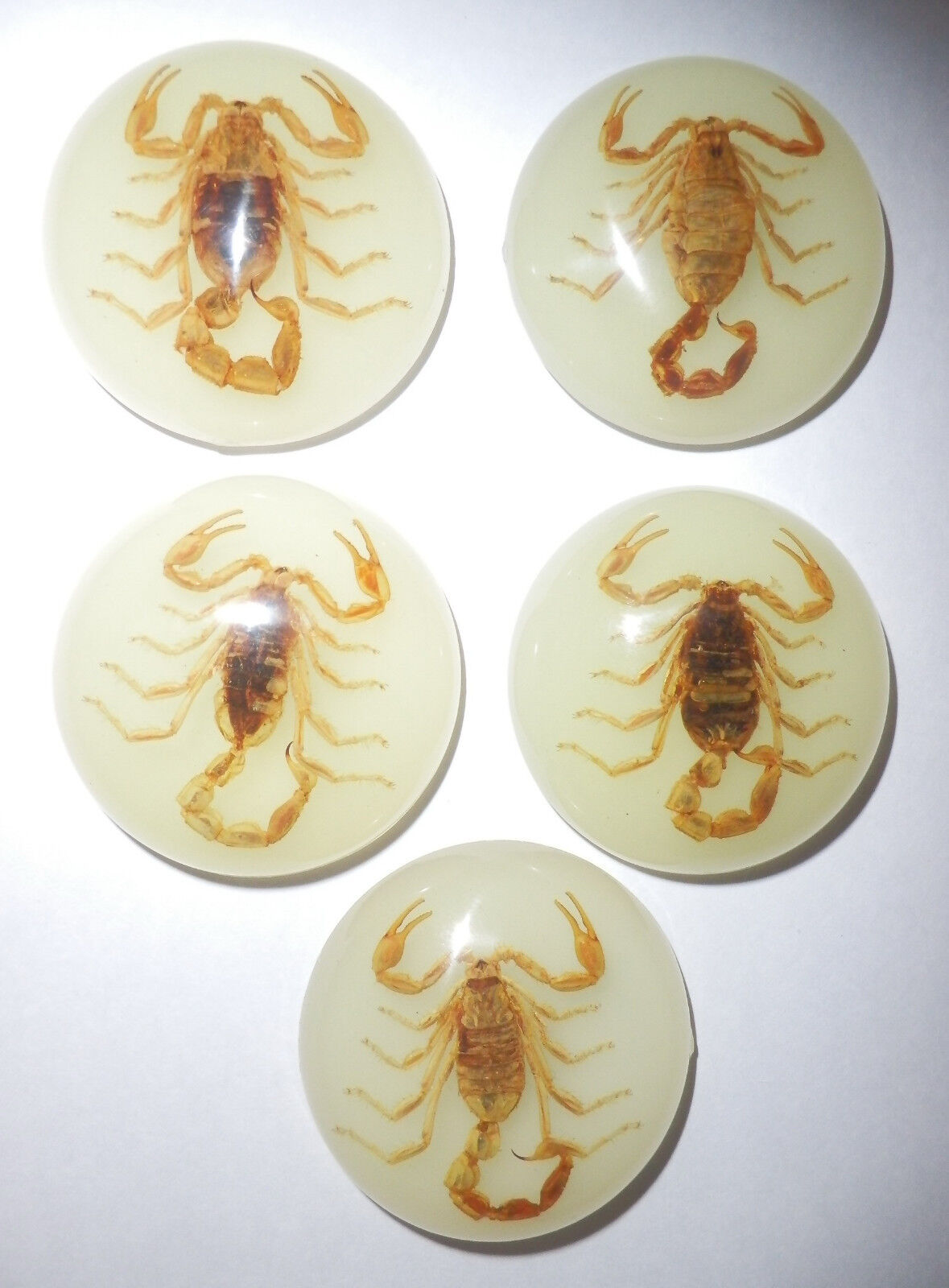 Insect Cabochon Chinese Golden Scorpion 35 mm Round Glow 10 pieces Lot