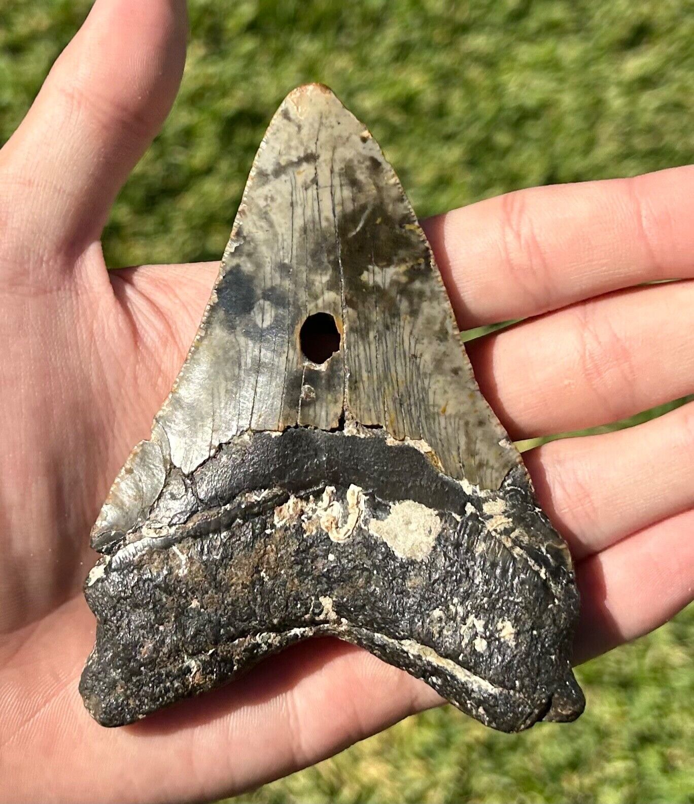 HUGE Megalodon Shark Tooth Fossil 4.05” Meg Meglodon North Carolina Sharks Teeth