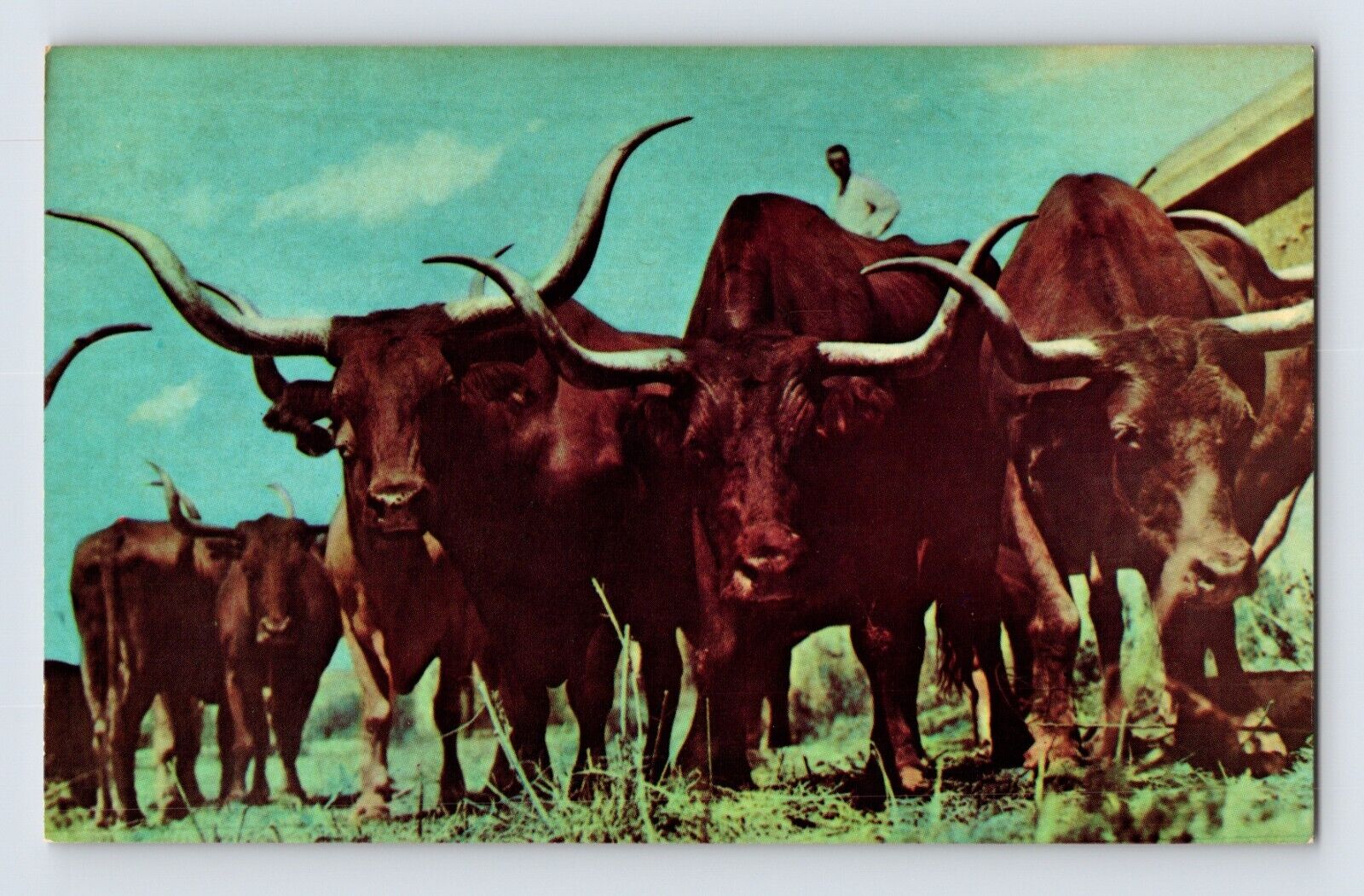 Postcard Texas Longhorn Cattle Gene Autry Rodeo Colborn 1970s Unposted Chrome