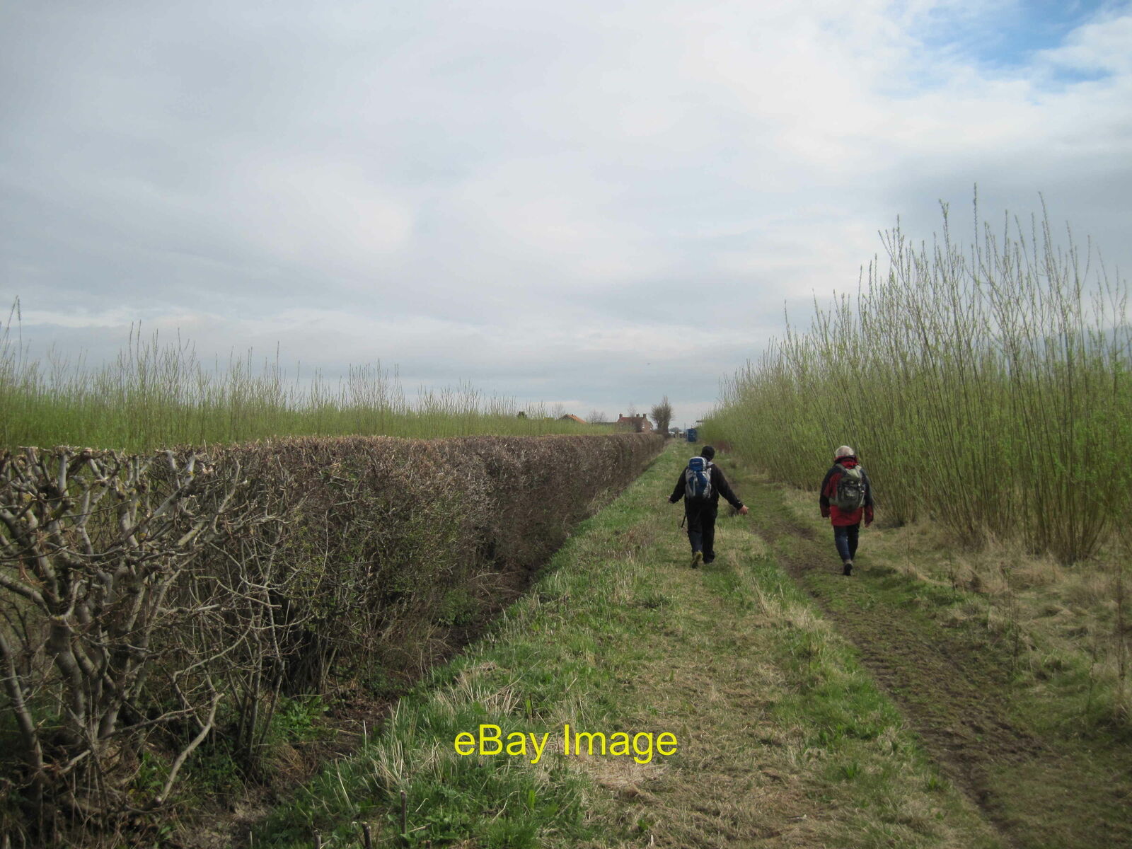 Photo 6x4 Bio Fuel crops either side of bridleway Barton-le-Street Slings c2013