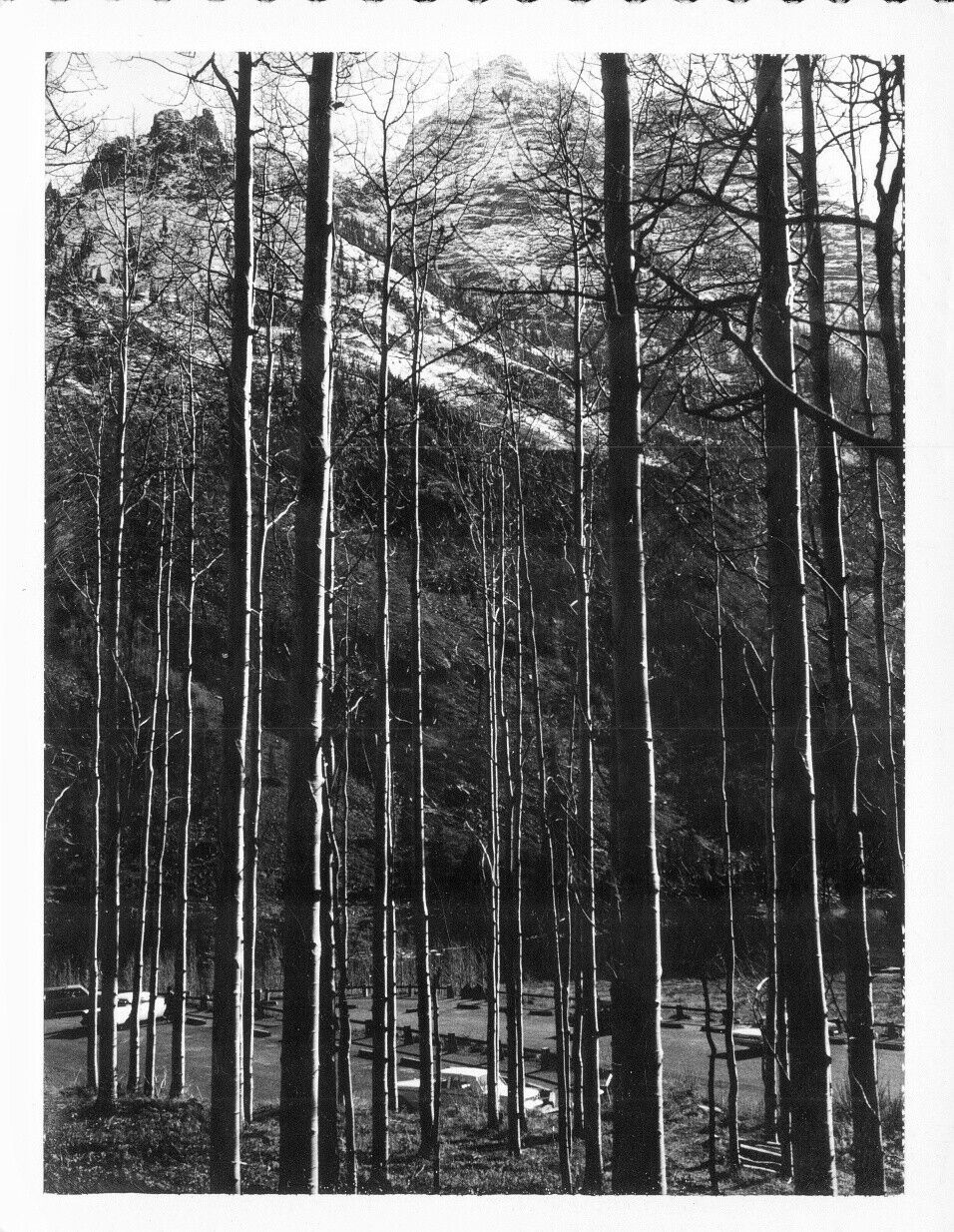 Vintage Old 1960\'s Polaroid Artistic Photo Mountain Peaks Behind Thin Trees ⭐