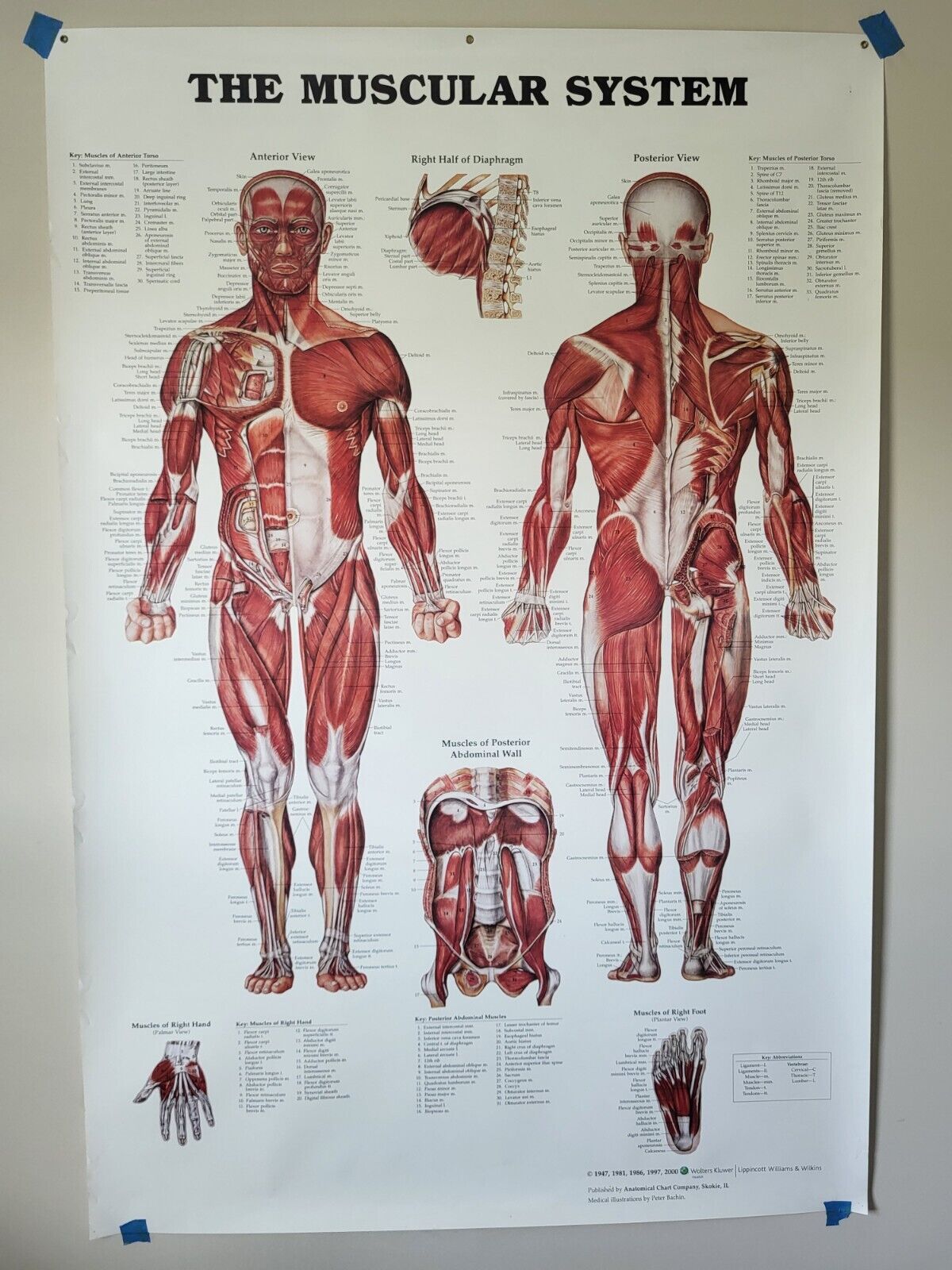 The Anatomical Chart The Muscular System 42