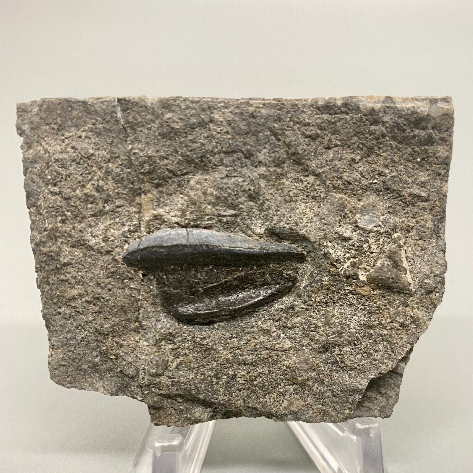 Very rare, in matrix Fossil PETALODUS s.p. Shark Tooth - 320 million - Arkansas