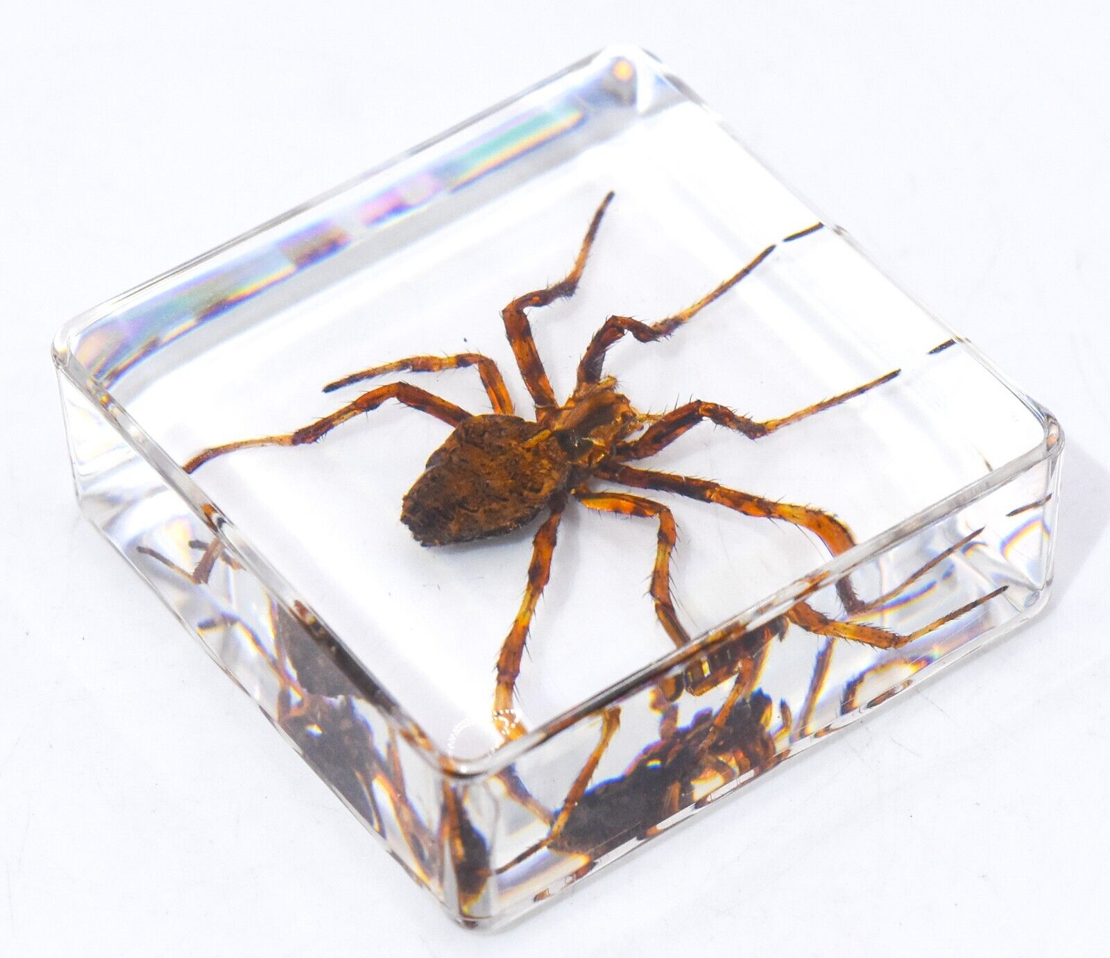One 38mm Real Wolf Spider in Clear Lucite Resin Science Education Specimen Block