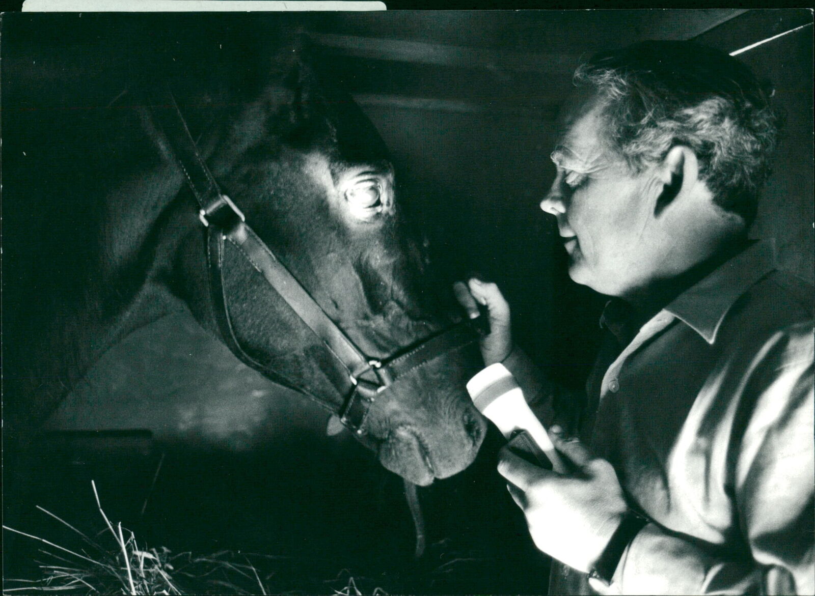 The doctor checks out the competition stallion... - Vintage Photograph 2322487