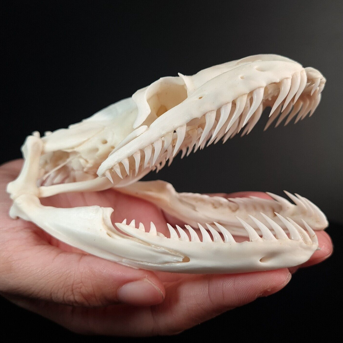 Real Python skull 11.5 cm, Snake skull, snake taxidermy, snake skeleton