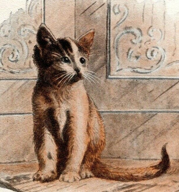 c1910 Lonely Cat, cute, antique postcard