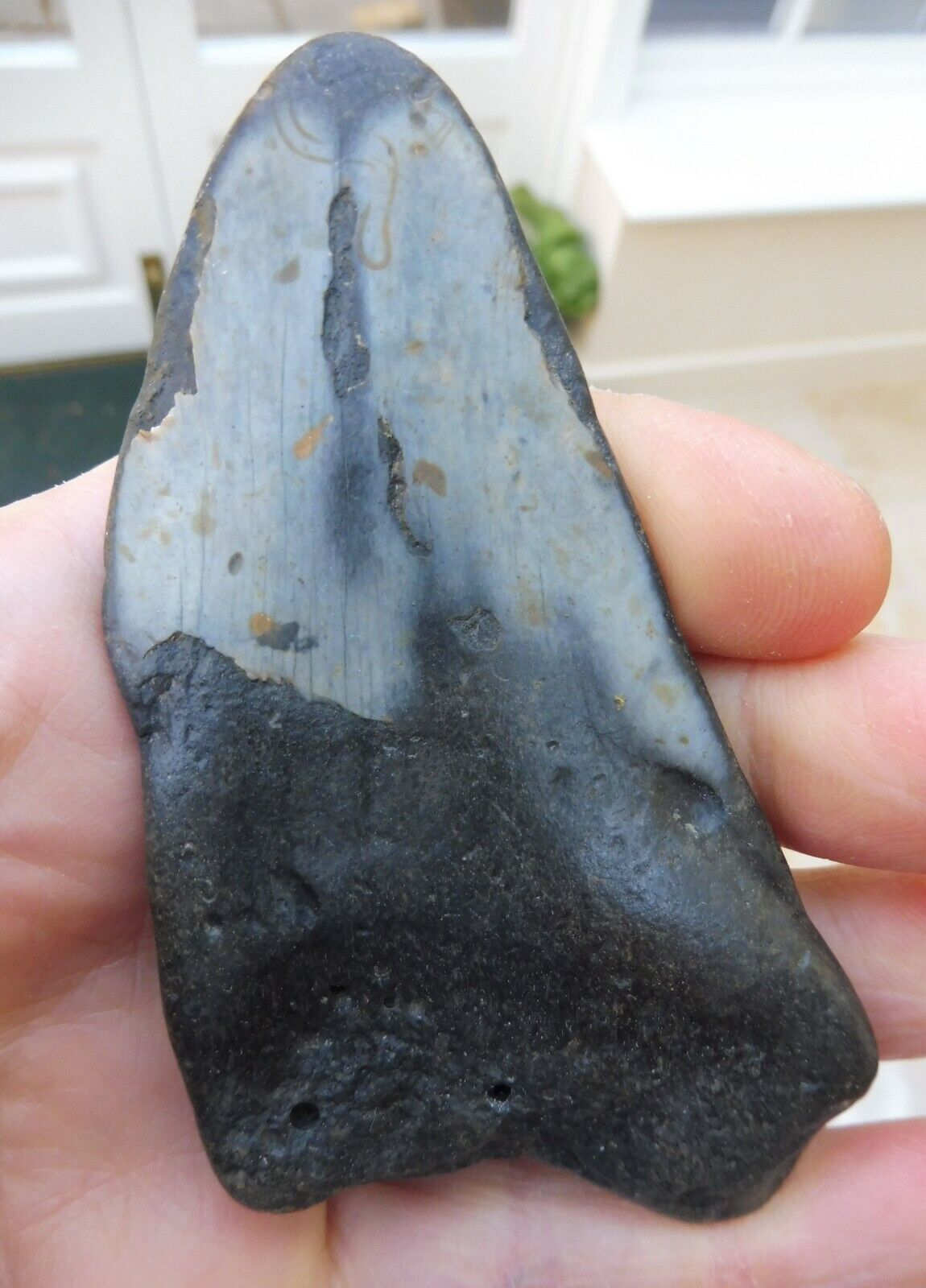 Megalodon tooth - 3.929 inches (9.98 cm)