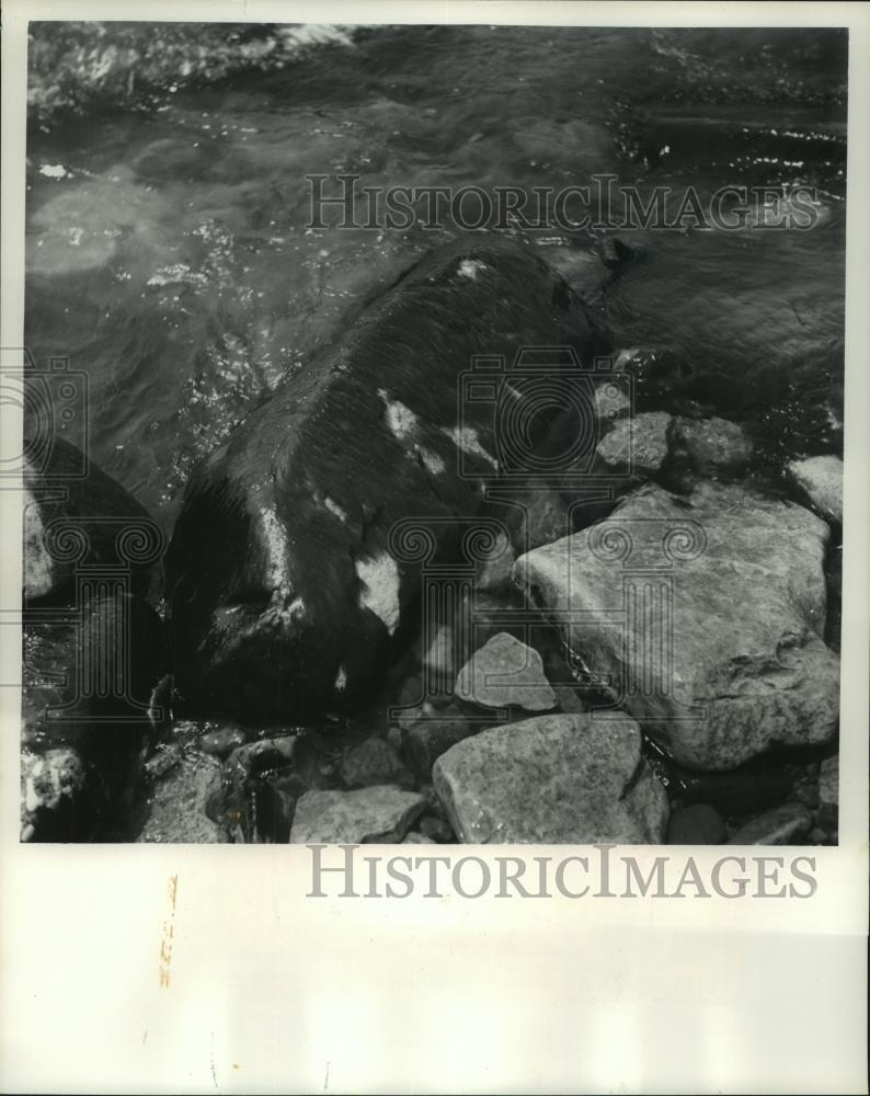 1966 Press Photo Algae covered rocks caused by pollution in Milwaukee River