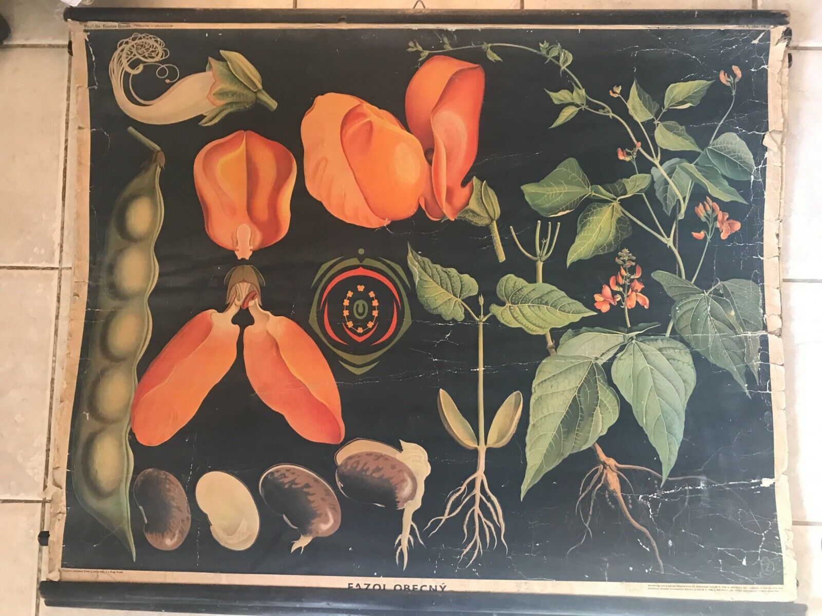 Original botanical vintage school chart of Common beans , Zejbrlík  