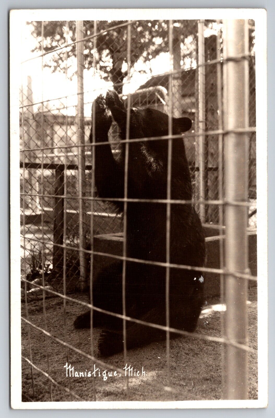 Bear in the Zoo at Manistique Michigan MI c1950 Real Photo RPPC