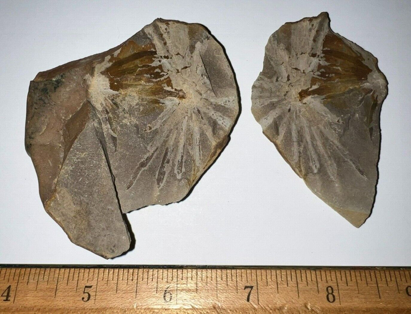 Mazon Creek Fossil Plant ANNULARIA Both Halves 300 Million Years Old 2+ Inches