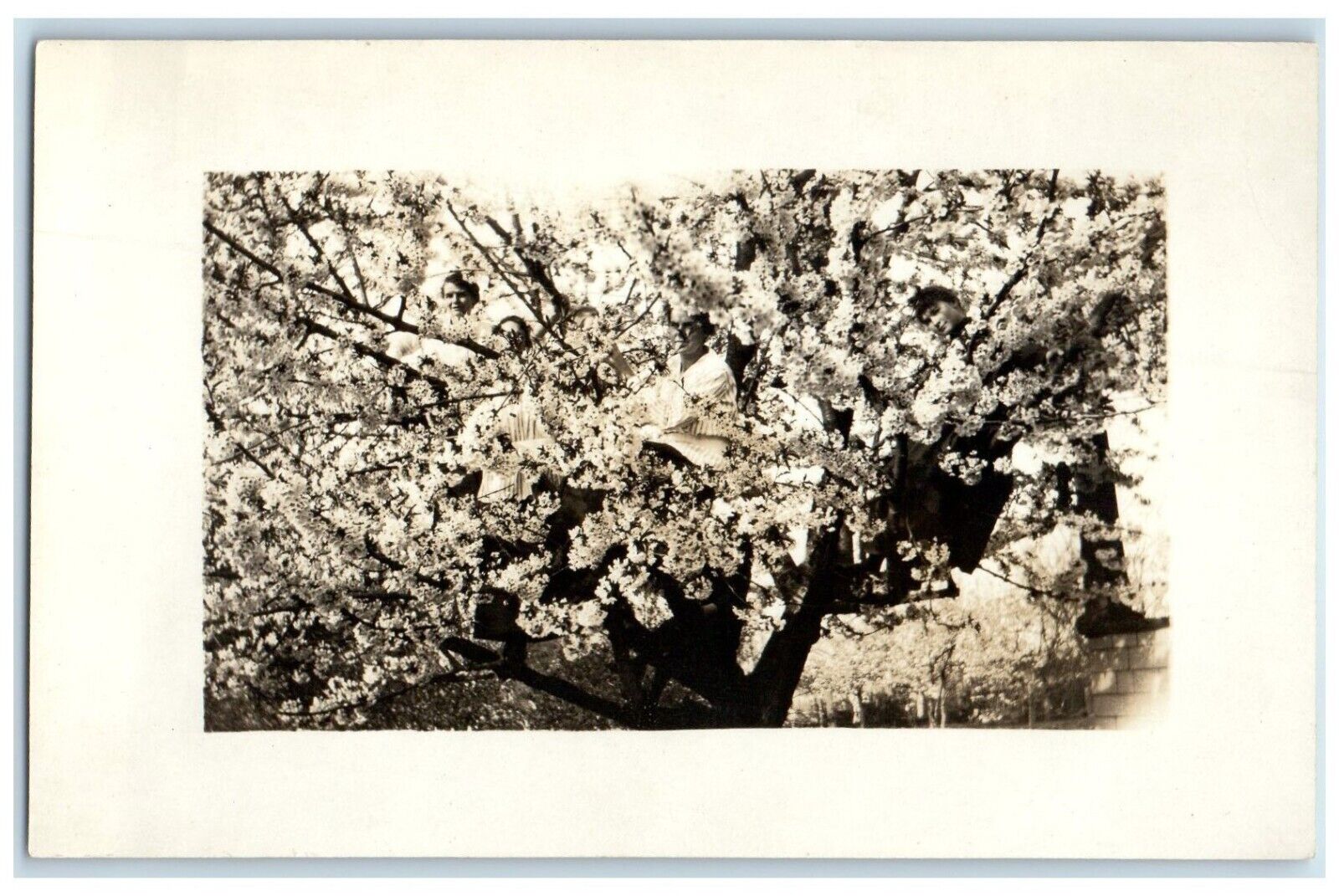 c1910\'s Womens On Top Of Tree Oregon City Oregon OR RPPC Photo Antique Postcard