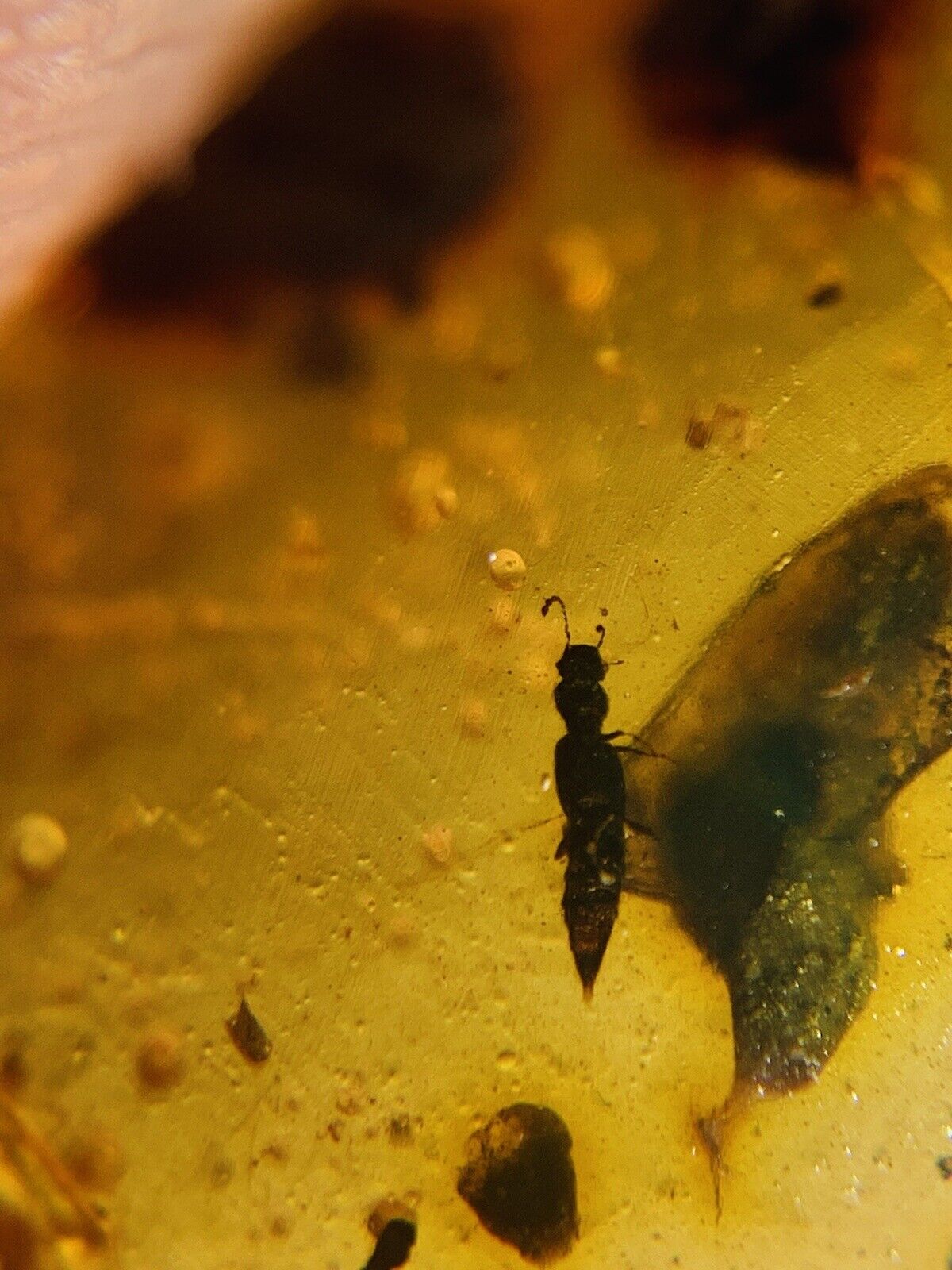 Coleoptera rove beetle Burmite Myanmar Burma Amber insect fossil dinosaur age