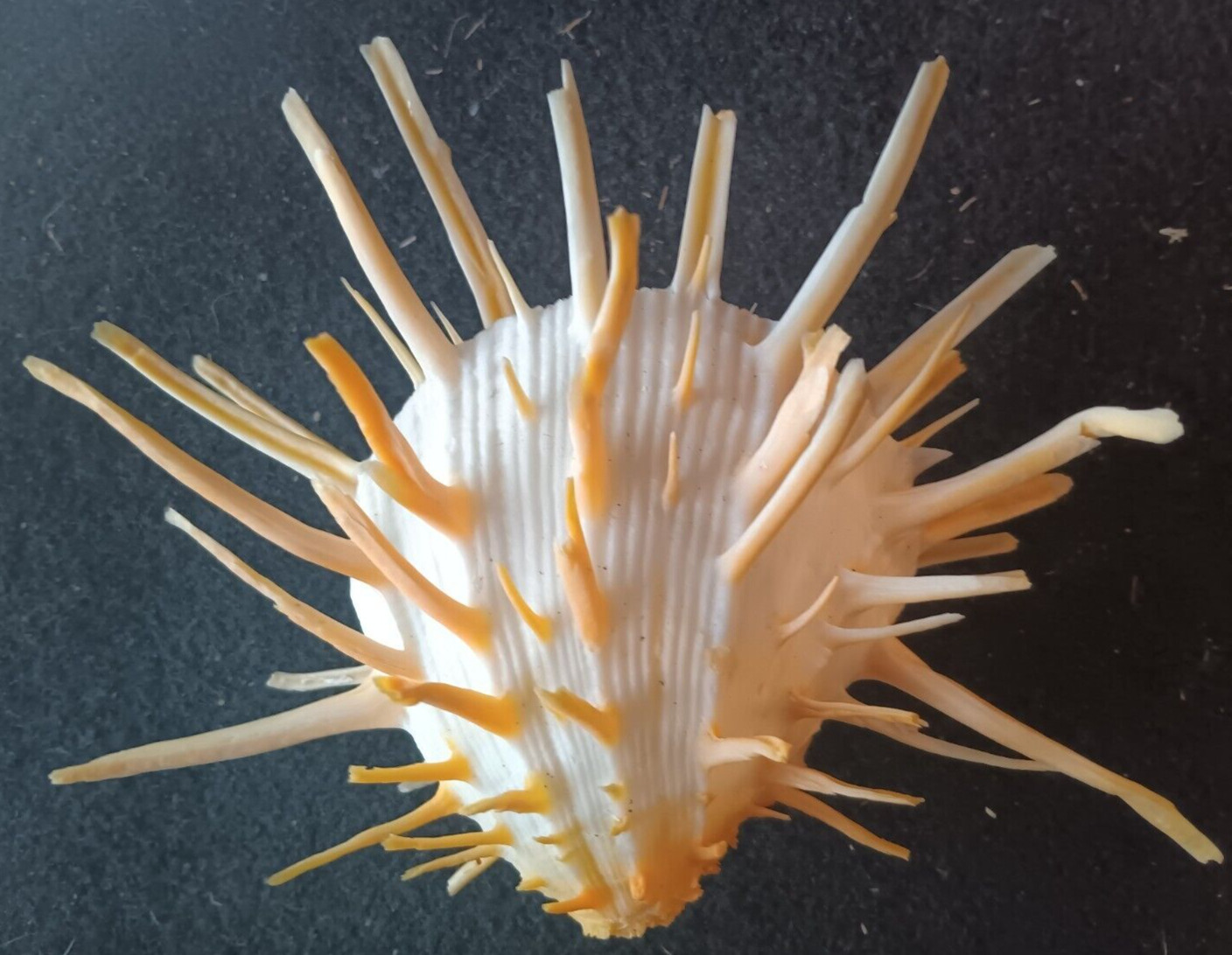Spondylus. Rare White and Orange Long Spined Thorny  Oyster