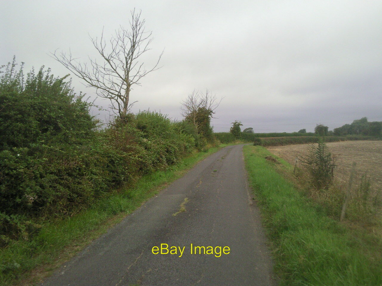 Photo 6x4 Old hedgerow alongside Gammon's Farm Lane The attractiveness of c2010
