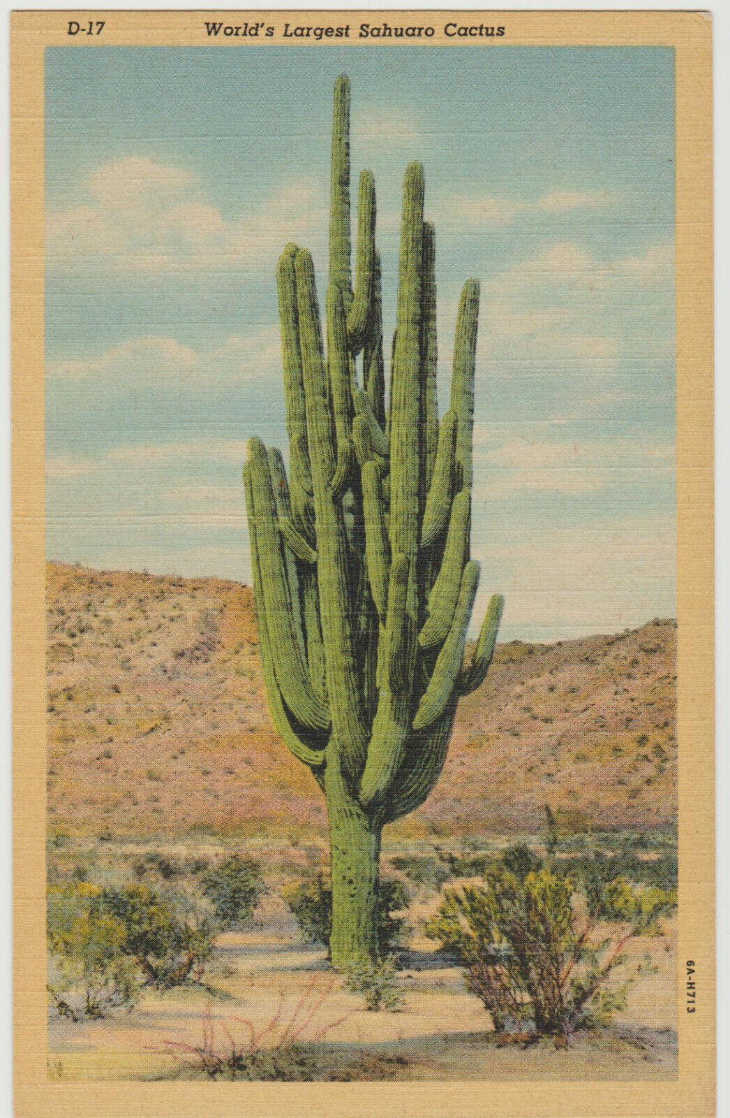 Postcard AZ Arizona Worlds Largest Sahuaro Cactus Desert saguaro cacti linen old
