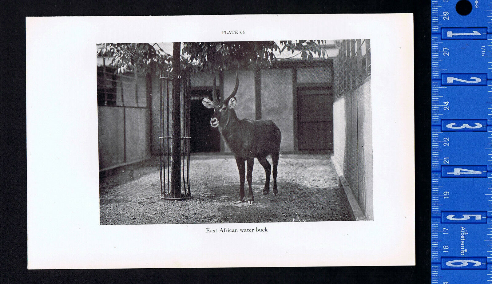 East African Water Buck, National Zoo -1934 Scientific Print