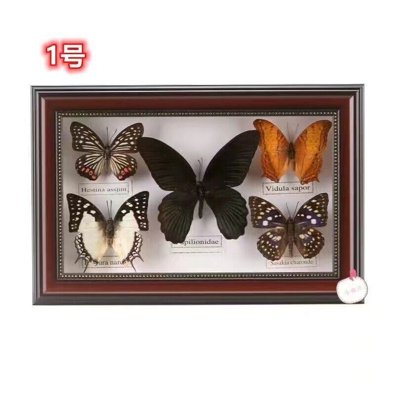 Real Insect Butterfly/Pack of 5 specimen Already framed in a picture frame