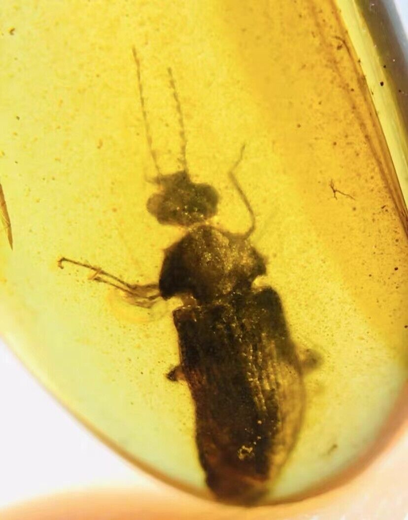 Fossil Burmese burmite amber Cretaceous beetle insect fossil amber Myanmar